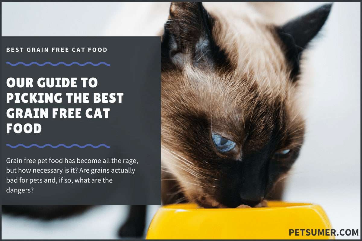 10 Best Grain Free Cat Food in 2021