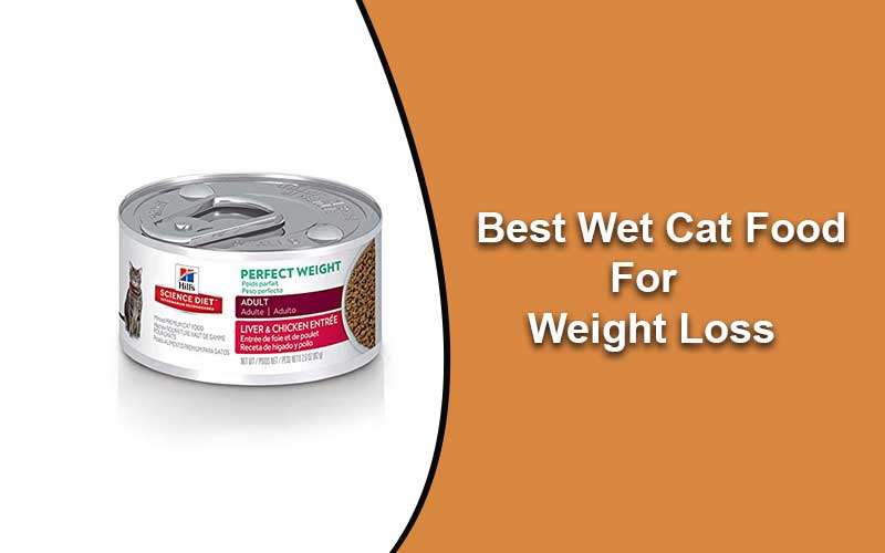 10 Best Wet Cat Food for Weight Loss  Reviews 2020 ...