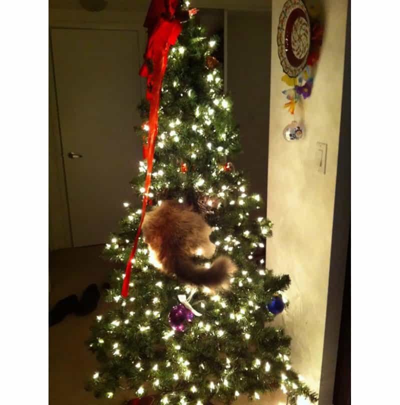 10 Hilarious Cats Climbing On Christmas Trees