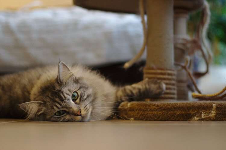 10 Natural Home Remedies to Stop a Cat from Scratching ...