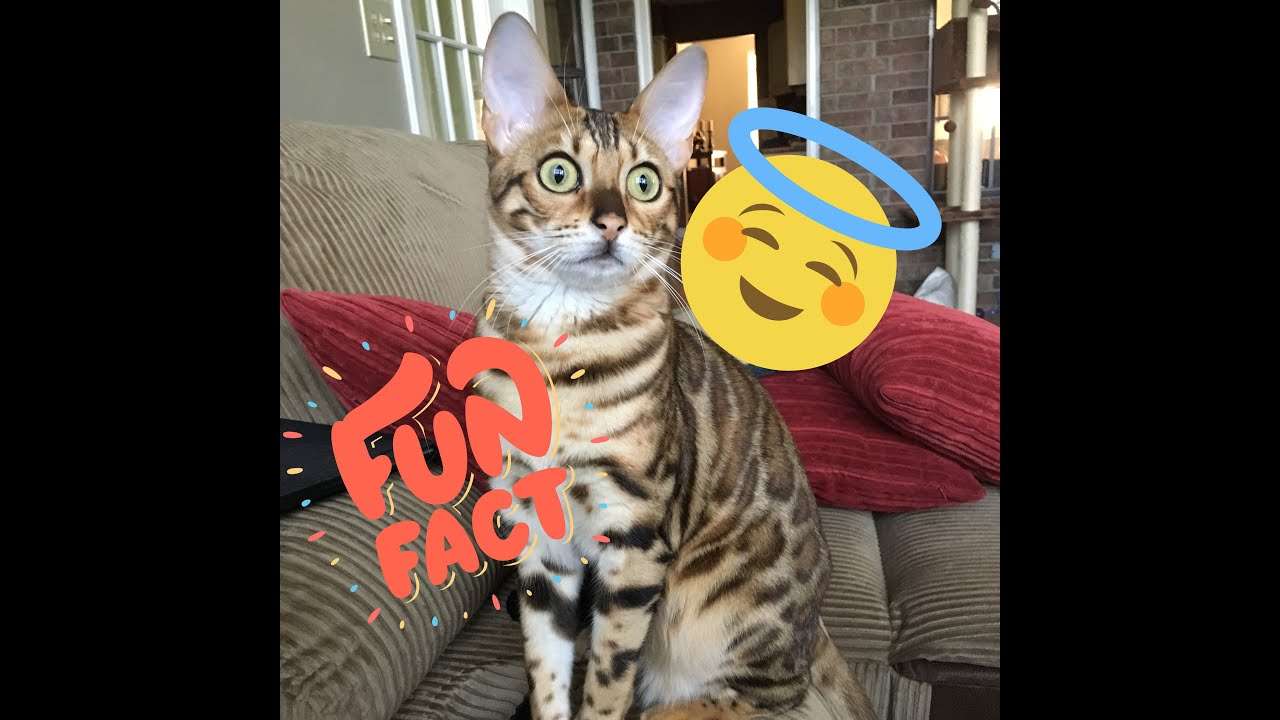 10 things you NEED to know before getting a Bengal cat ...