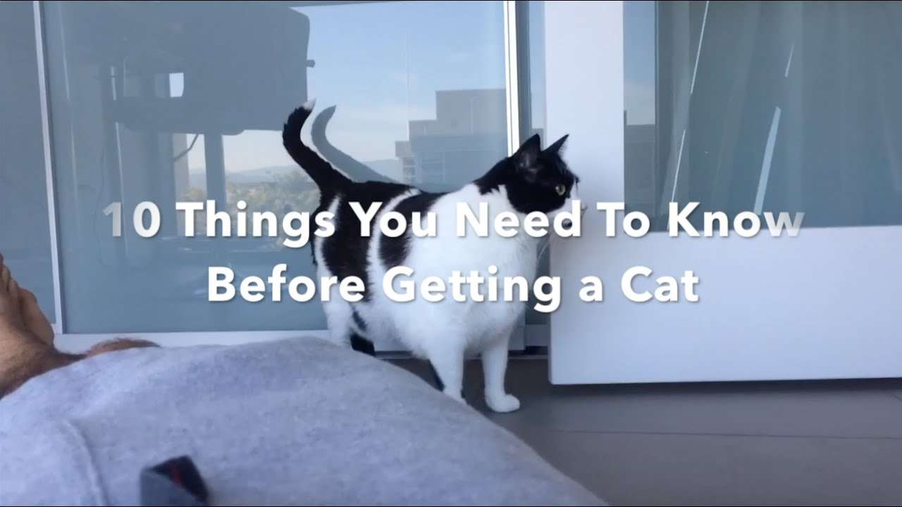 10 Things You Need to Know Before Getting a Cat