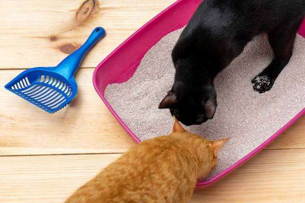 10 Tips On How To Stop Cat Litter Tracking