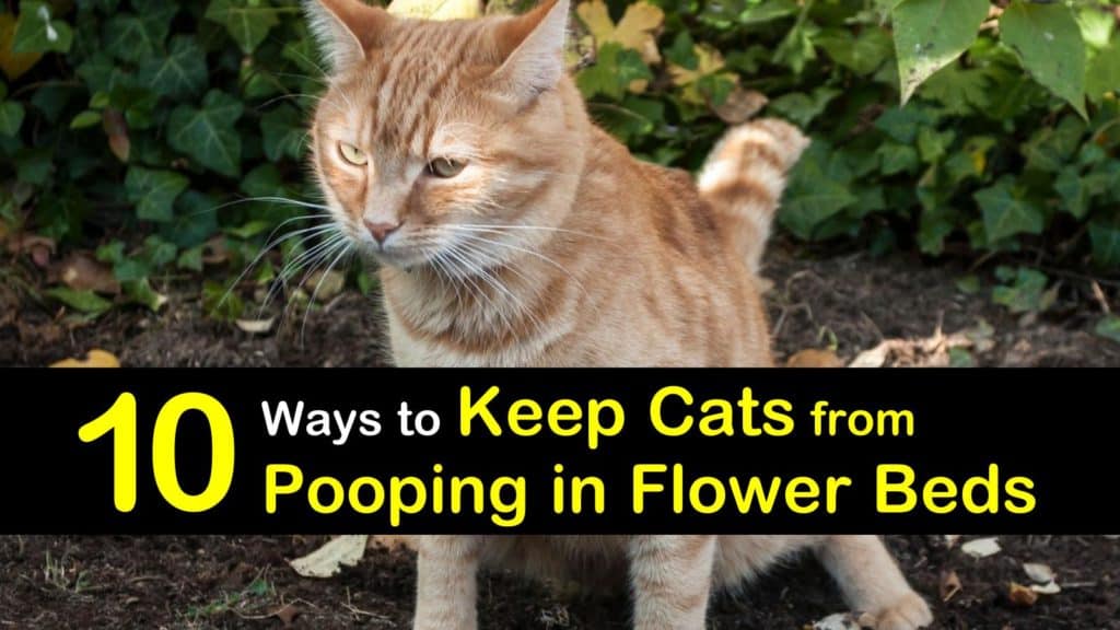 10 Ways to Keep Cats from Pooping in Flower Beds