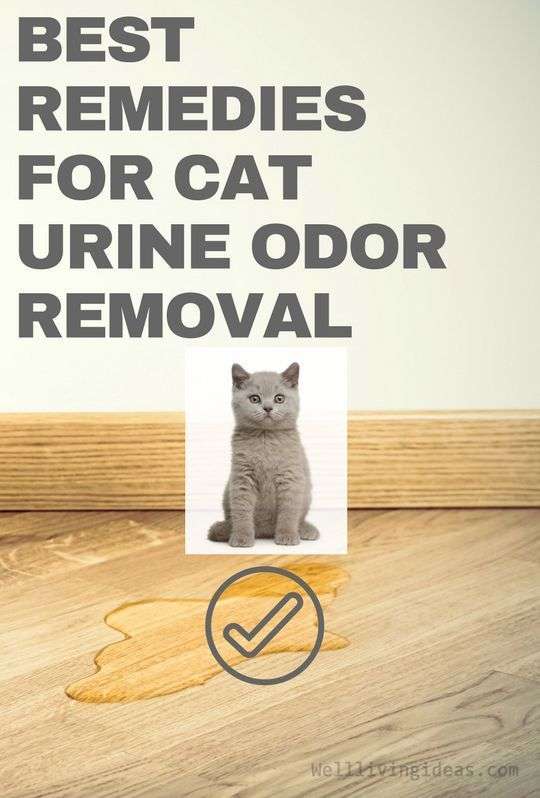 11 Effective Home Remedies for Cat Urine Odor Removal # ...