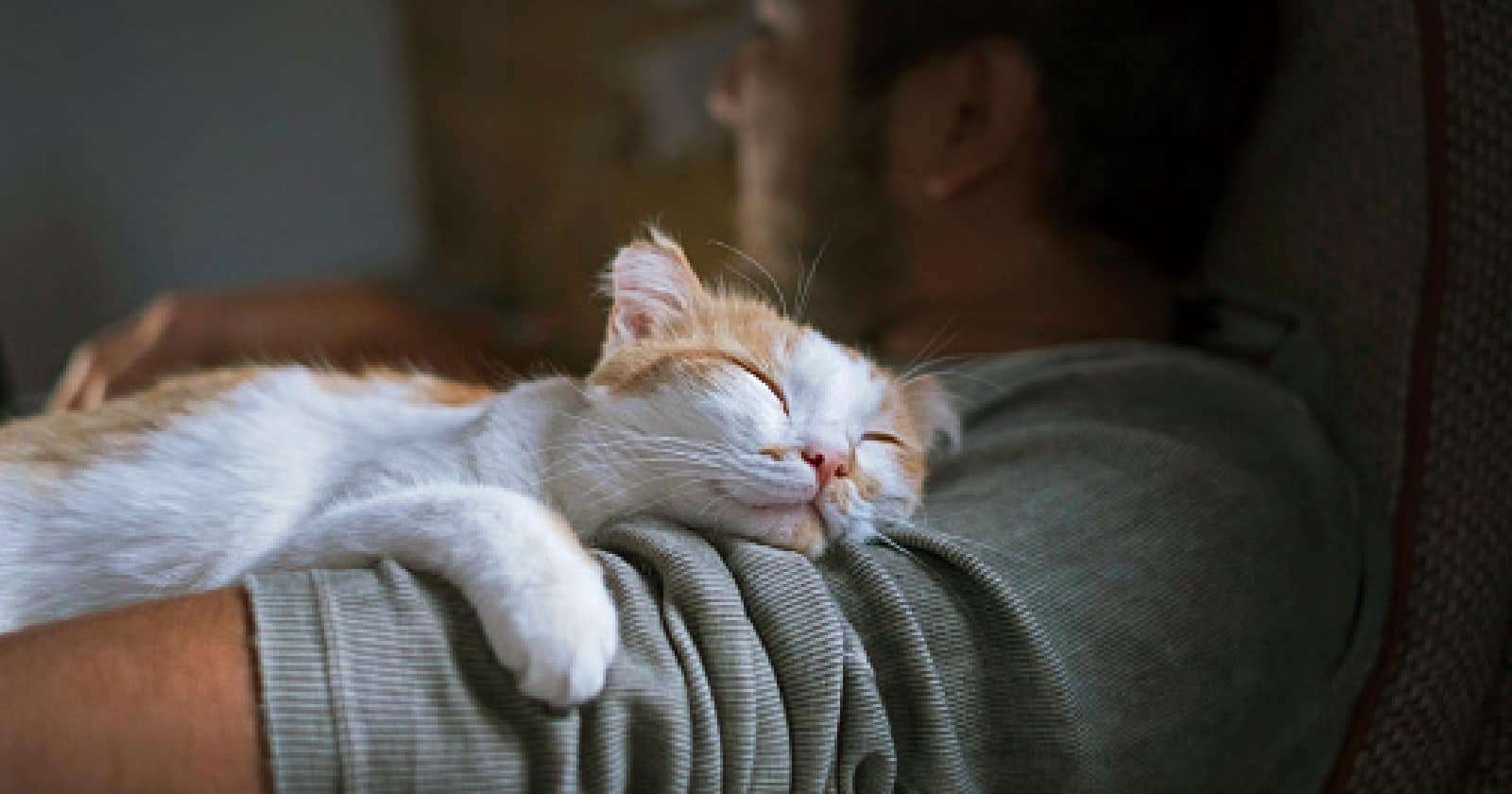 11 Fascinating Reasons Why Cats Like to Sleep With Their ...
