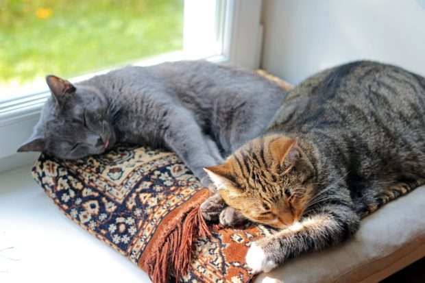 11 Tips to Keep Your Indoor Cat Happy  The National ...