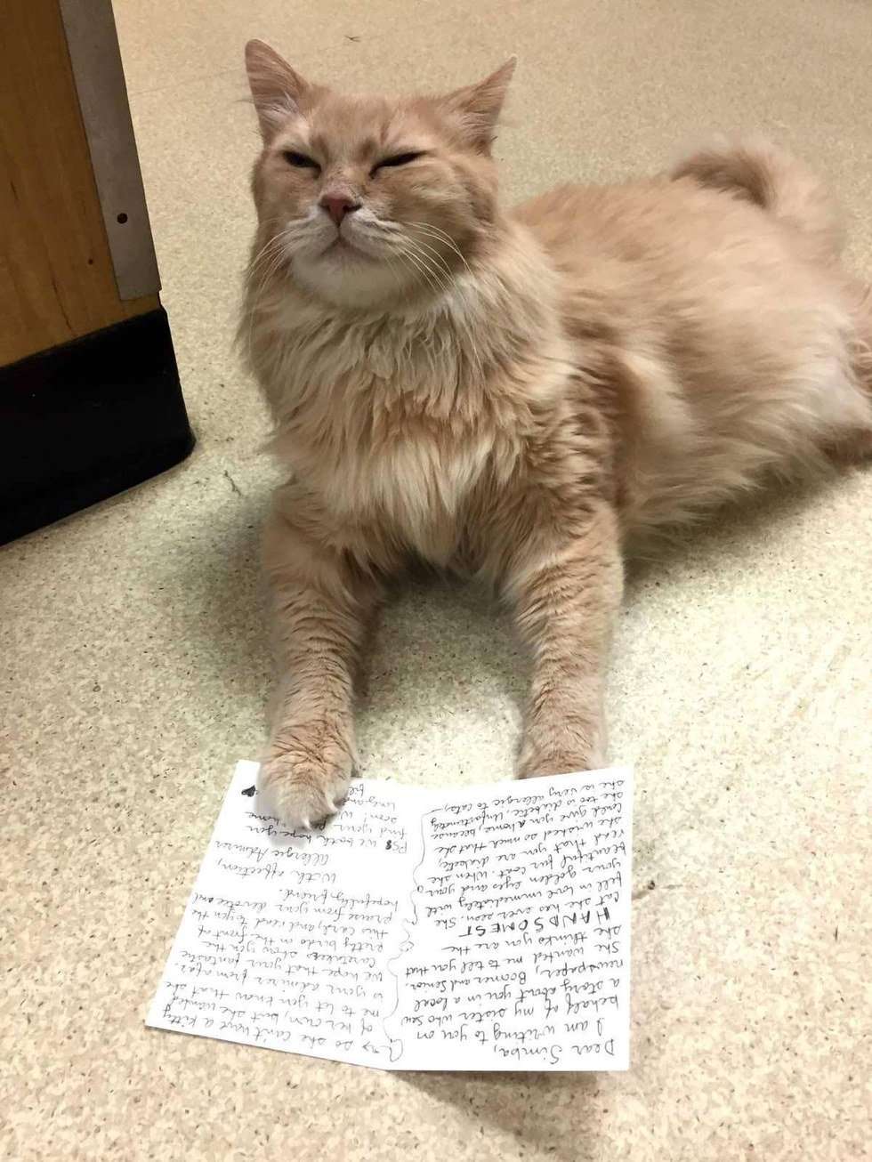 11 Year Old Shelter Cat with Special Needs Receives Letter ...