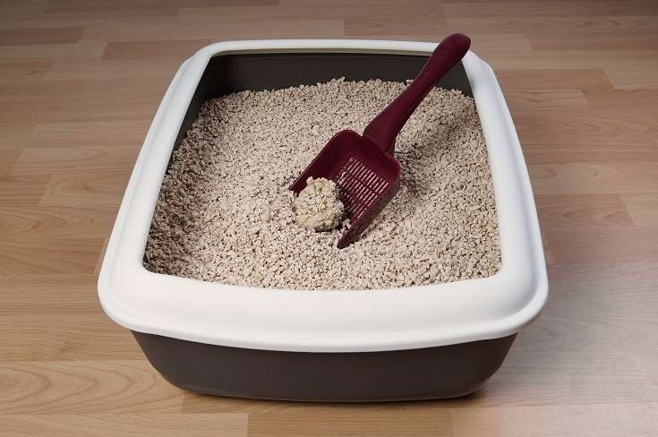 12 Cat Litter Alternatives You Have in Your Home