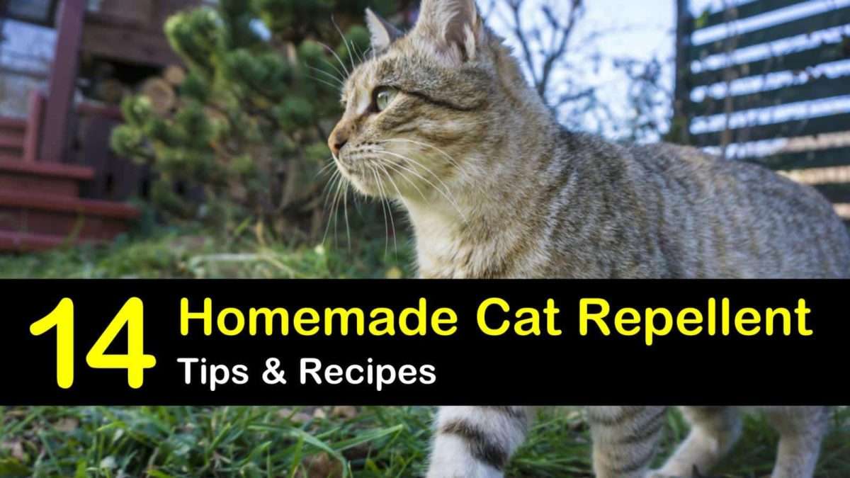 14 Natural Cat Repellent Recipes Anyone Can Make