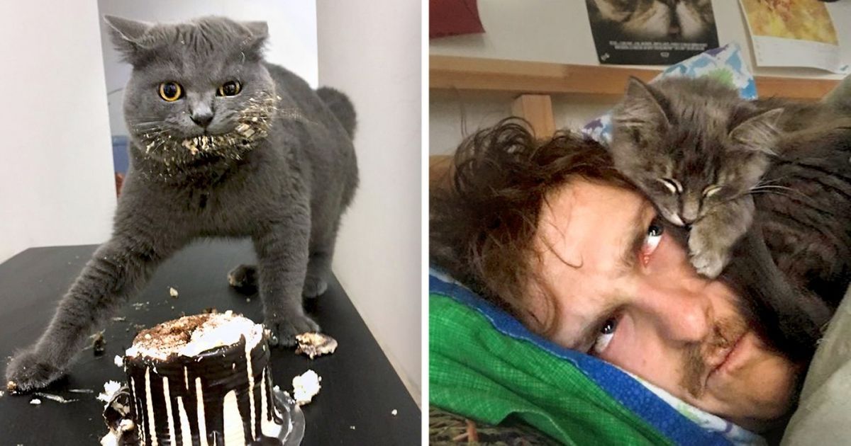 15 Reasons Why You Should Never Get a Cat