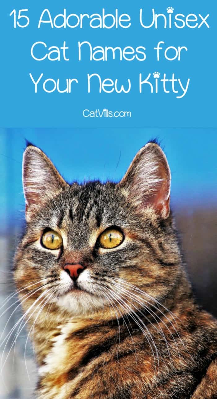 15 Unique & Adorable Unisex Cat Names