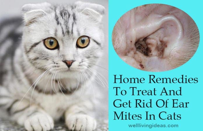 16 Effective Home Remedies To Treat And Get Rid Of Ear Mites In Cats
