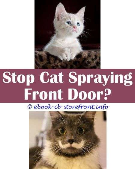 16+ Surprising Will My Cat Stop Spraying After Being Spayed