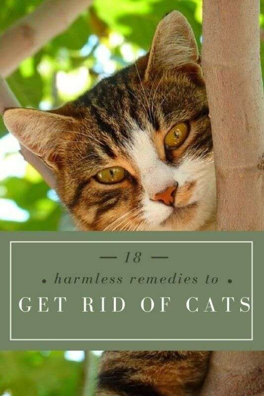 18 Home Remedies to Get Rid of Cats from your Garden (With images ...