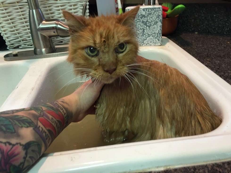 20 Year Old Cat is So Happy to Be Given a Home, He Cant ...