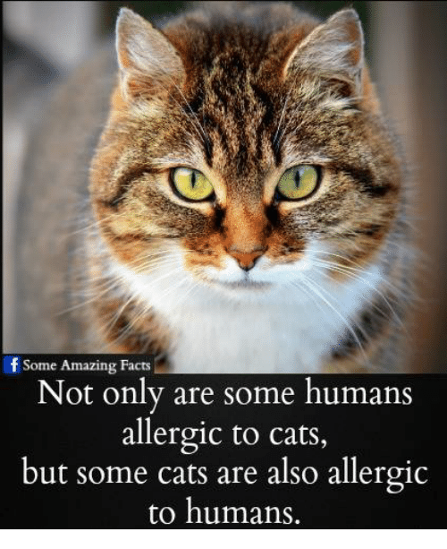 25+ Best Memes About Cats Are