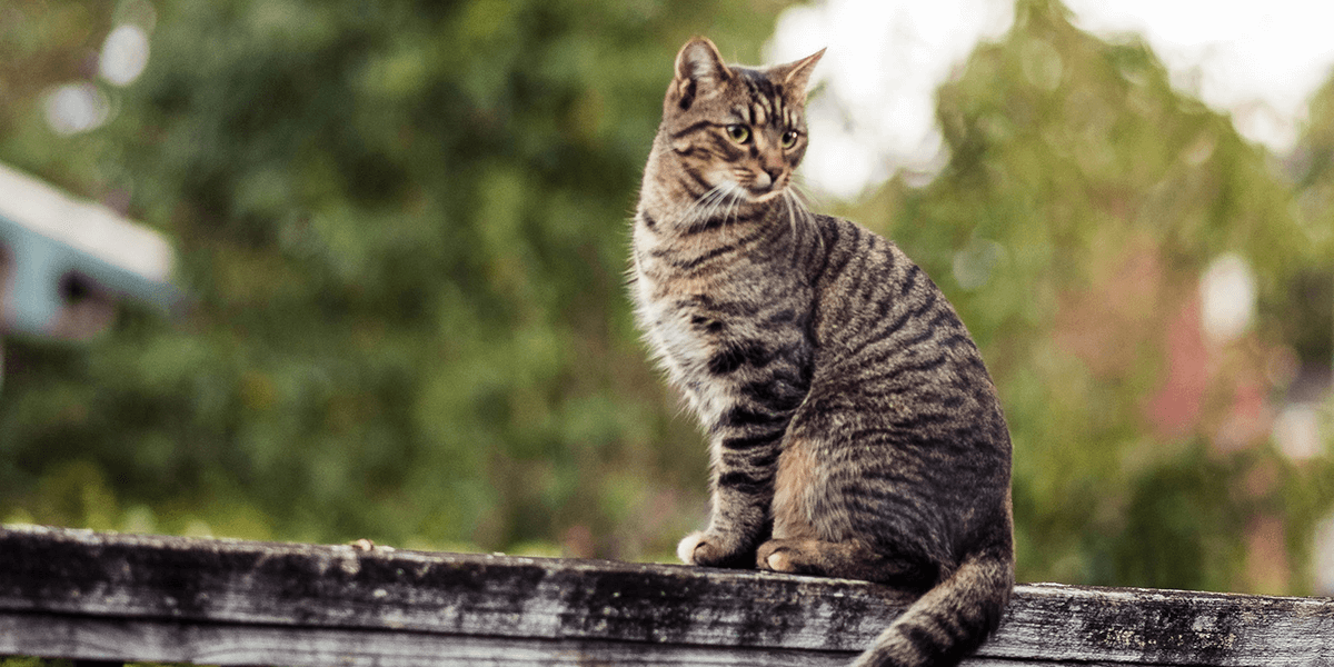 3 Reasons Why Cats Run Awayand What You Can Do