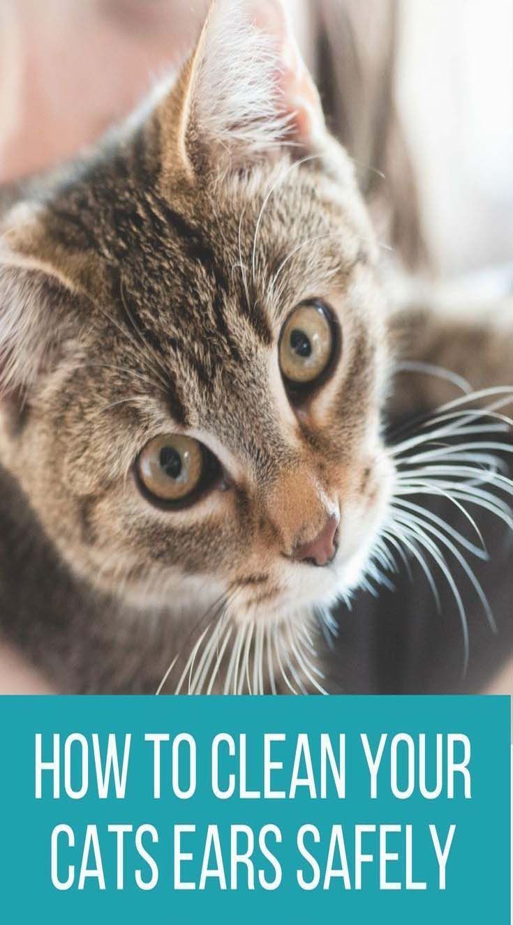 3 Tips For Taking Care Of Your Cats Ears