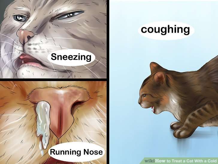 3 Ways to Treat a Cat With a Cold