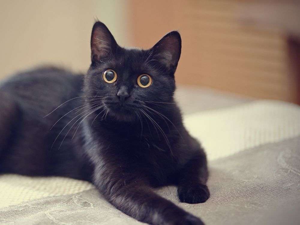 32 Black Cat Breeds That You Never Knew Existed