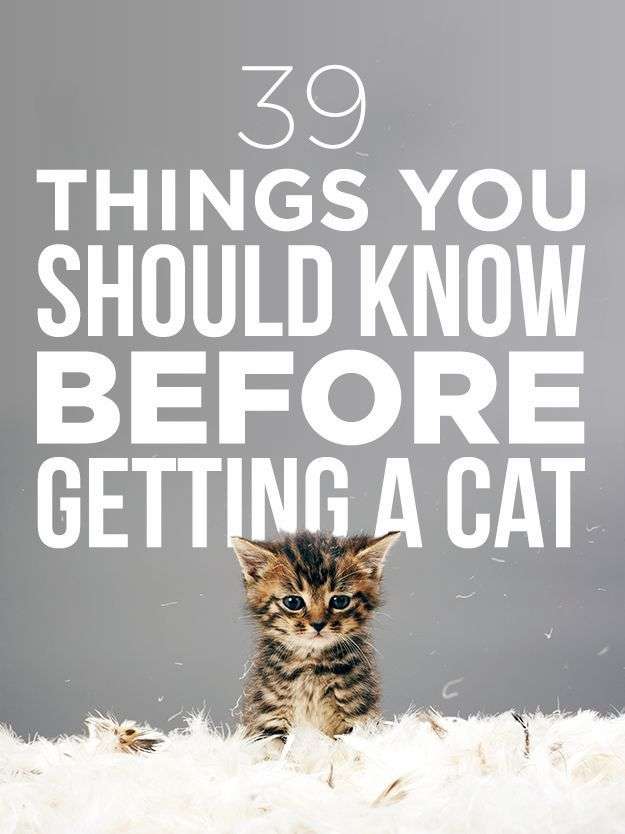 39 Things You Should Know Before Getting A Cat