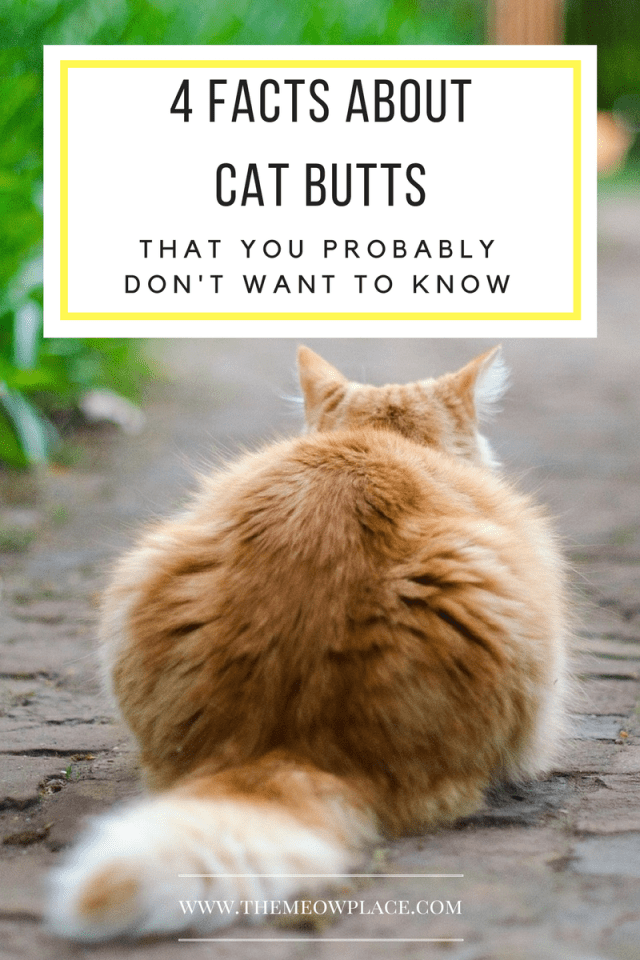 4 Facts About Cat Butts You Probably Don