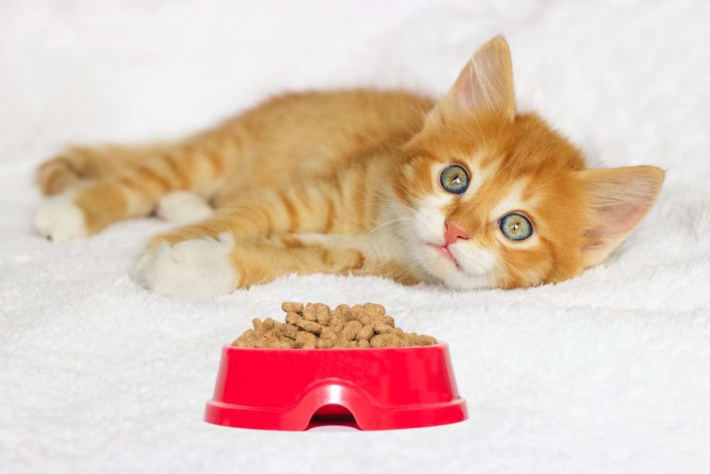 4 Questions To Ask While Buying Dry Cat Food ...