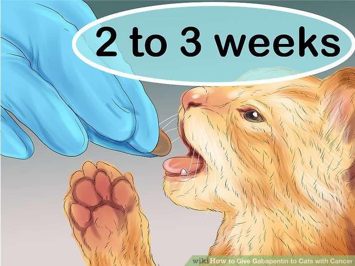 4 Ways to Give Gabapentin to Cats with Cancer