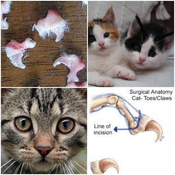 41 HQ Pictures Declawing Cats Cost Mn / Declawing Cats The Awful Truth ...