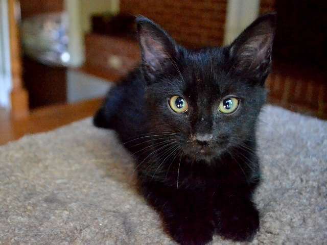 $5 Cat &  Kitten Adoption Pricing at Charlotte Animal Shelter ...