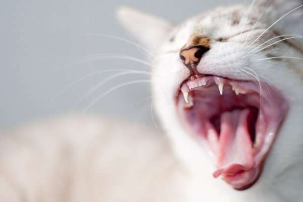 5 Great and Terrible Things About Your Catâs Mouth