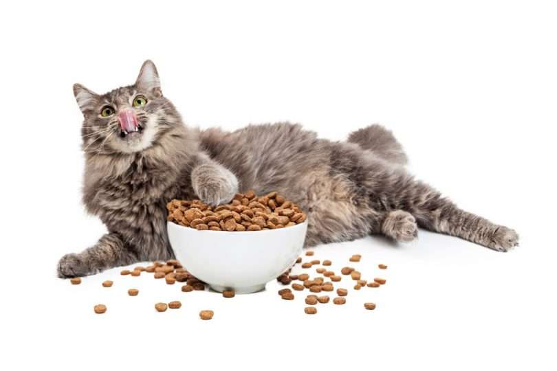 5 High Protein Low Carb Cat Food (Diabetic Cats) 2020 Review