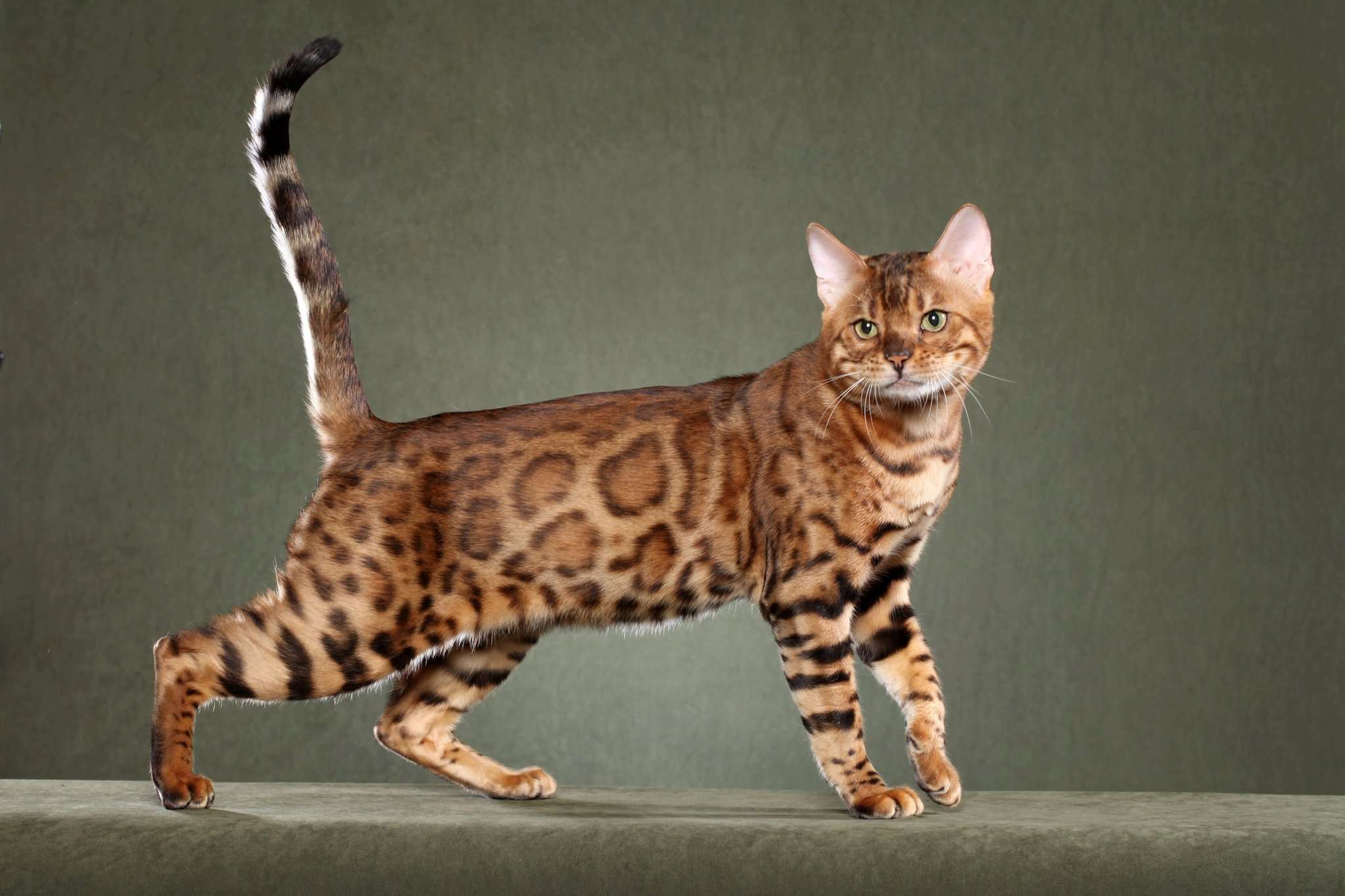 5 Most Expensive Cats in the World