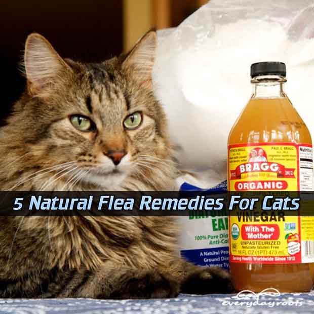 5 Natural Flea Remedies For Cats