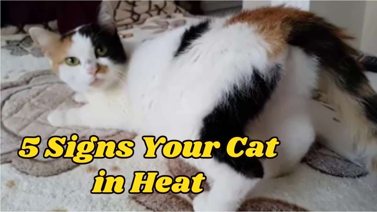 5 Signs Your Cat in Heat