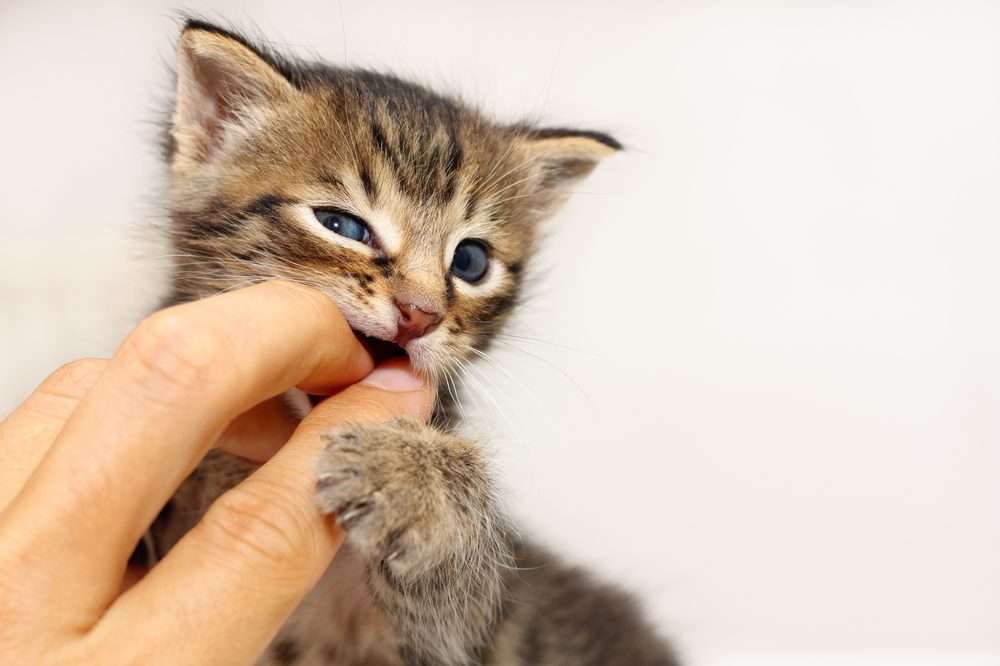 5 Simple Tips to Stop Your Kitten Biting