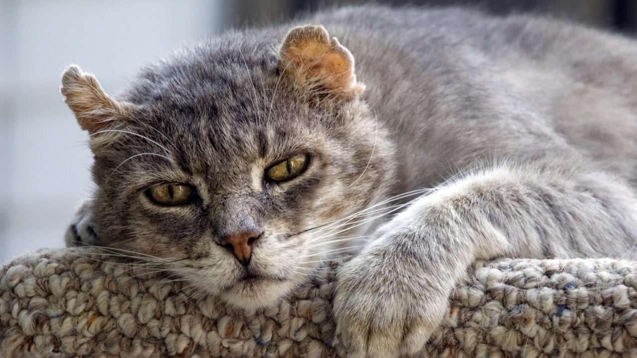5 Things That Help Older Cats