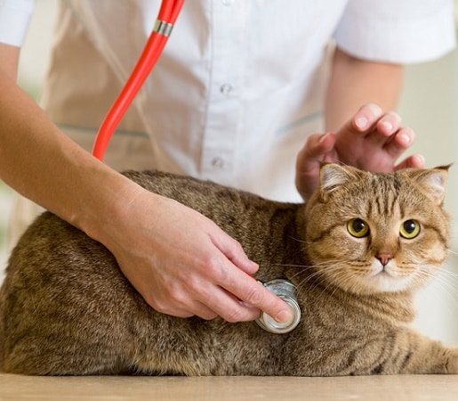 5 Tips to Finding a Great New Vet