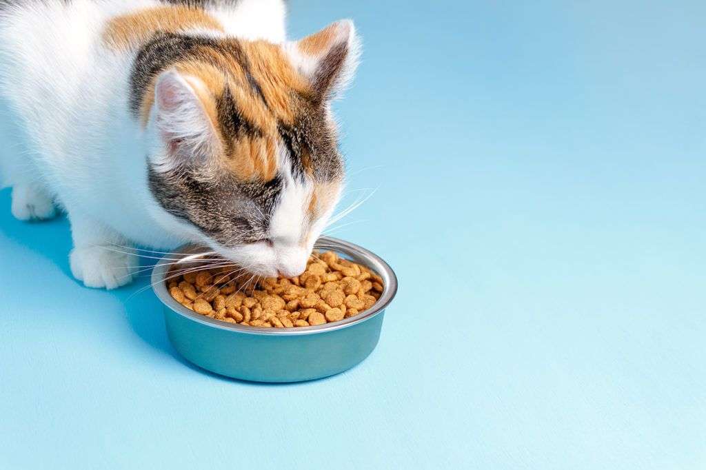 5 Ways To Know The Right Type Of Cat Food For Your Pet ...