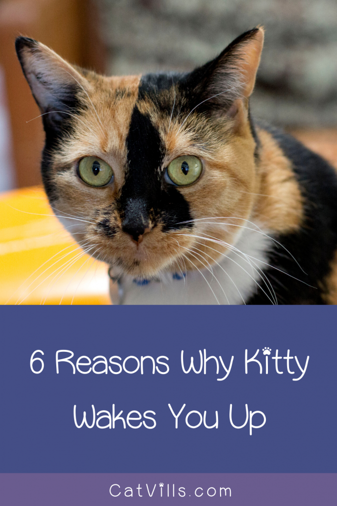 6 Reasons Why Your Cat Wakes You Up in the Morning