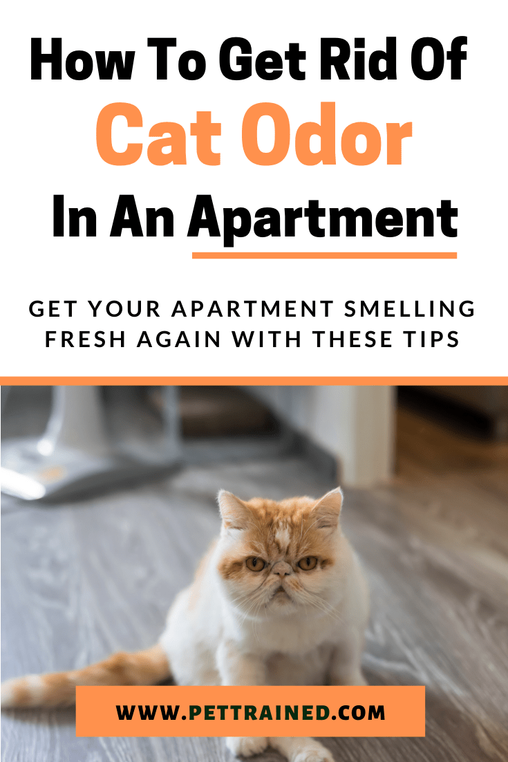 6 Tips On How To Get Rid Of Cat Odor In Apartment