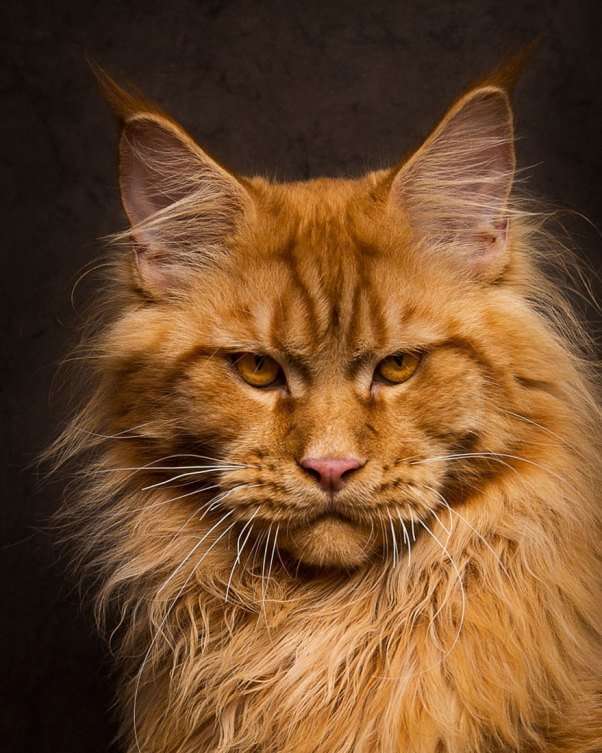 65 Breathtaking Pictures Of Maine Coons, The Largest Cats ...