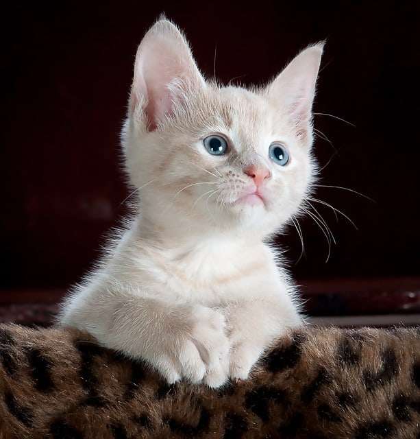 7 Best Flea Treatment for Kittens 2021  PestPoliCY