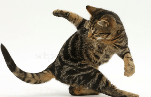 7 Causes Why Do Cats Chase Their Tail â Animalfn