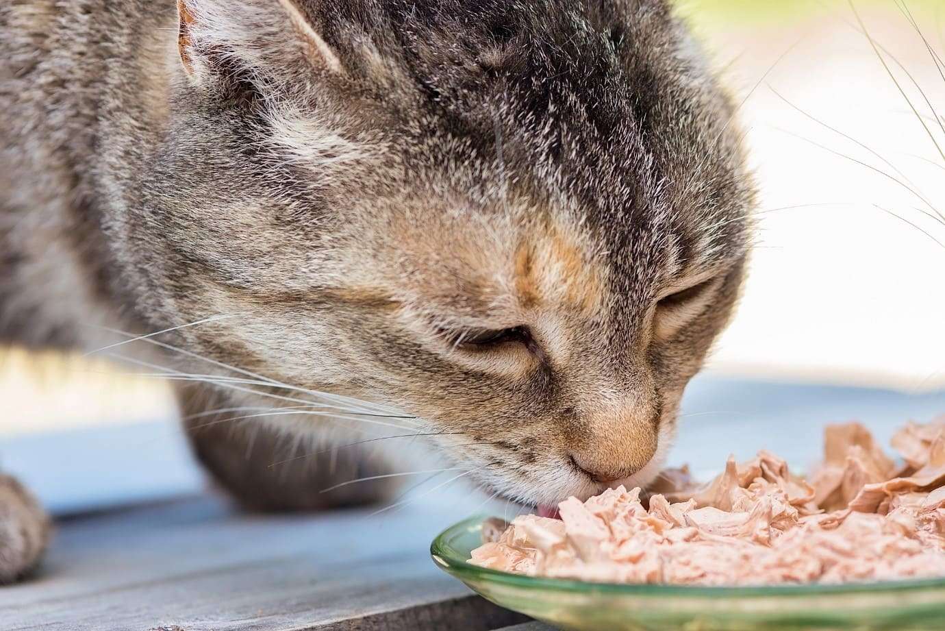 7 Healthy Cat Diet Changes
