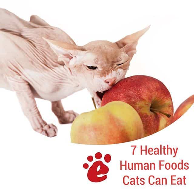 7 Healthy Human Foods Cats Can Eat. Most of your kitty