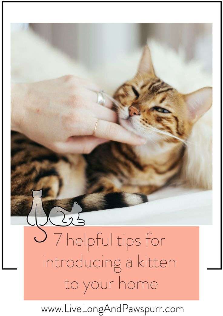 7 Helpful Tips For Introducing A New Kitten To Your Home ...