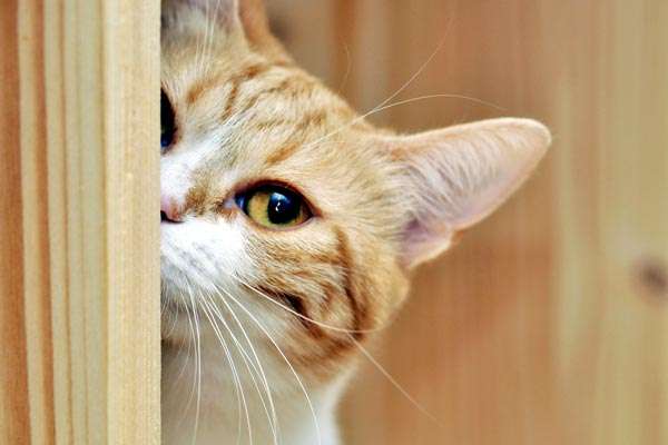 7 Ingenious Ways to Get Your Pet Cat Out of Hiding ...
