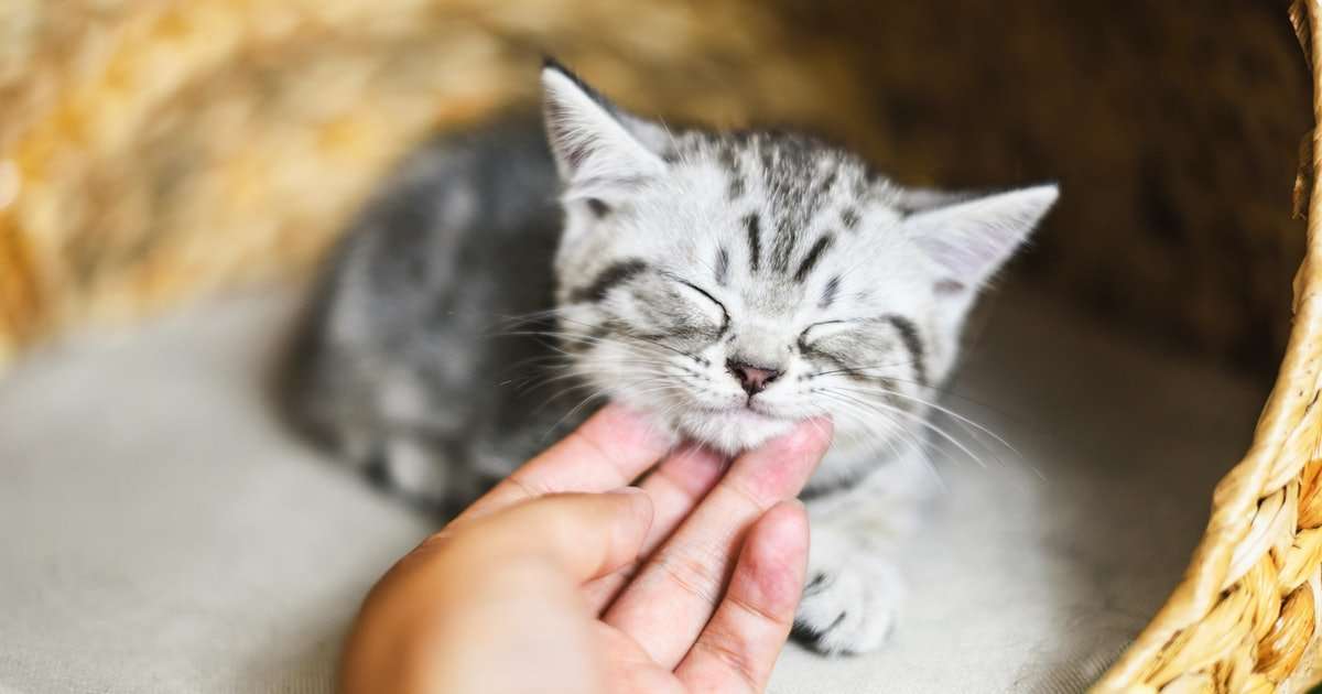 7 Signs You Might Have Cat